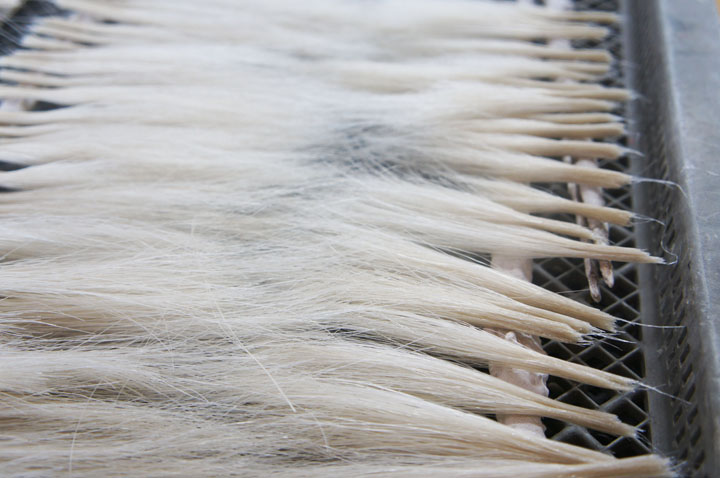 田井民芸の張子虎