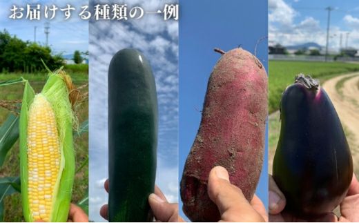 コスモ農緑】のどかな讃岐平野で育てた旬の野菜詰め合わせセット 5品目
