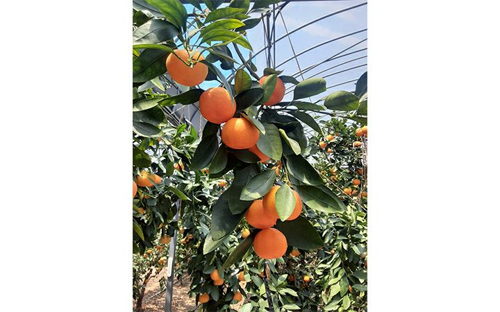 ※冷蔵※【(株)五色青果】さぬき讃フルーツ　ハウスさぬき紅みかん　2kg化粧　L～S