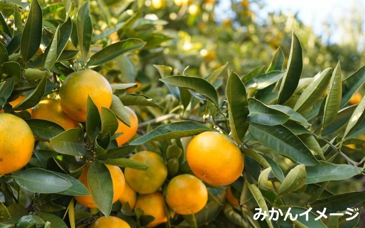 【まるく農園】曽保みかん5kg　家庭用