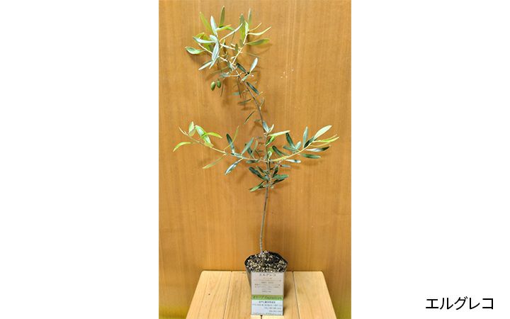 はやし屋合同会社】オリーブ 苗木 全4種 | 通販【栗林庵オンライン
