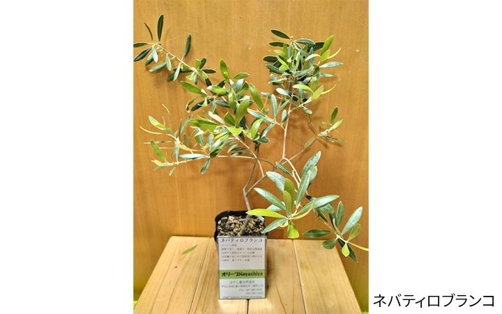 はやし屋合同会社】オリーブ 苗木 全4種 | 通販【栗林庵オンライン