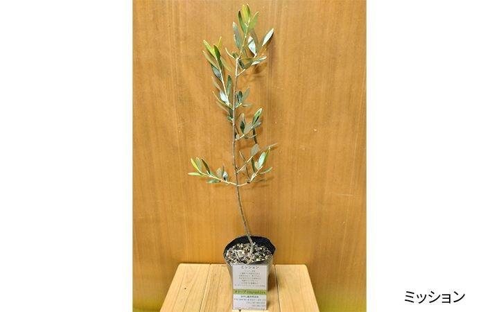 はやし屋合同会社】オリーブ 苗木 全4種 | 通販【栗林庵オンライン