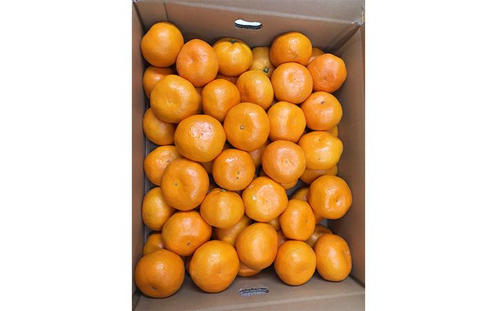 みかん 株)五色青果】温州みかん 約10kg | 通販【栗林庵オンラインショップ